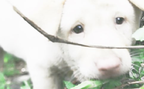 �茑С����ò�ľ���