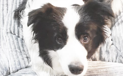 小狗小學(xué)作文大全【9篇】