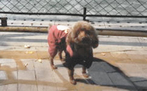 小學(xué)生動(dòng)物日記:小狗