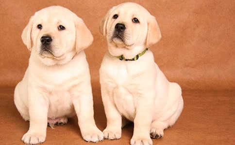 ��ֻС������