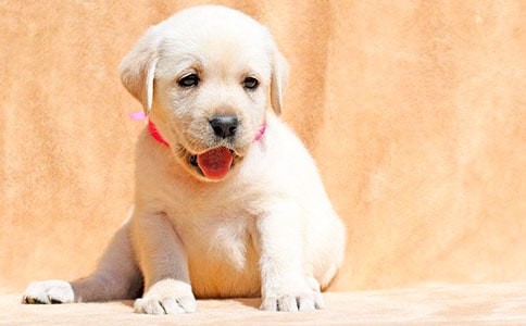 我的小狗小學(xué)作文