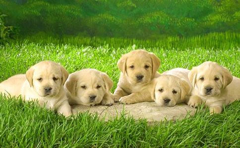 兩只小狗優(yōu)秀作文(通用10篇)