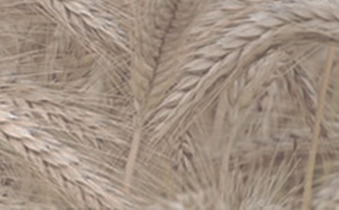 С���Nֲ���A(ch��)������