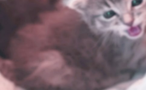 我家的小貓作文【優(yōu)秀】