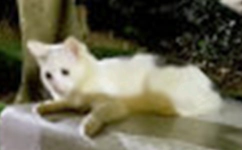 (精品)我家的小貓優(yōu)秀作文