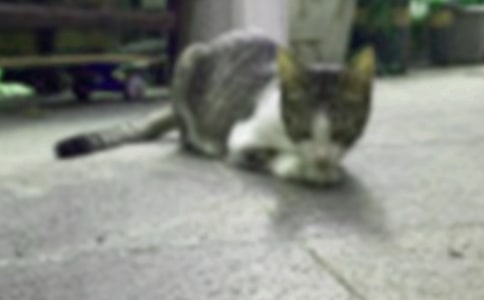 描寫小貓的作文15篇