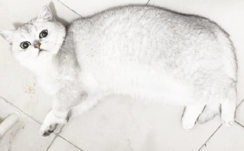 �Ҽҵ�С؈��(y��u)�����ġ���Ʒ��