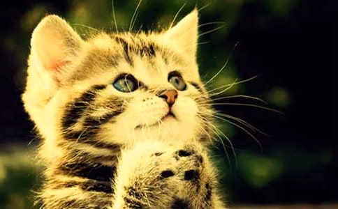 關于小貓的作文500字