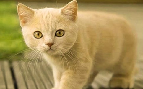 (精)小貓小學(xué)作文