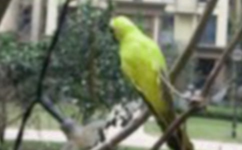 憤怒的小鳥(niǎo)經(jīng)典語(yǔ)錄