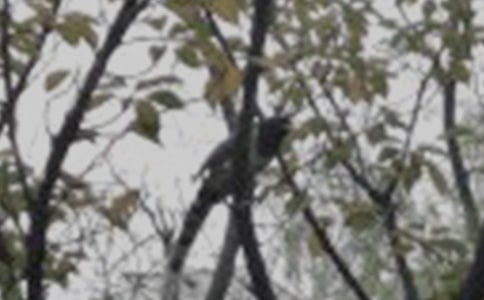 大樹和小鳥作文(合集)