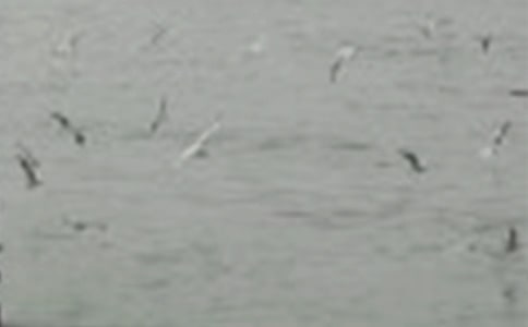 小鳥找家小學美術(shù)教案