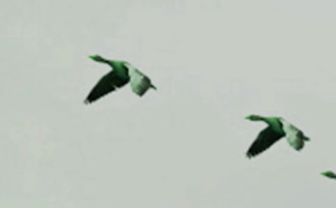 看圖作文:受傷的小鳥