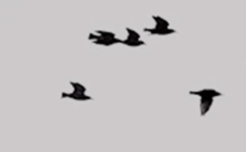 描寫小鳥的優(yōu)美句子