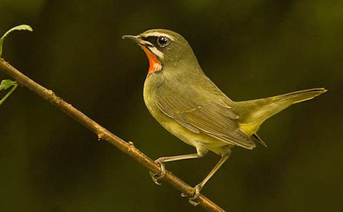小鳥(niǎo)想象作文