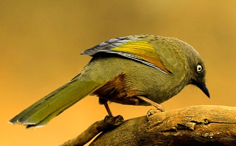 ����׃��һֻС�B����15ƪ