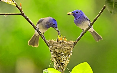 描寫小鳥外形的句子