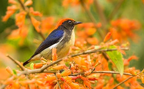 小鳥找媽媽作文