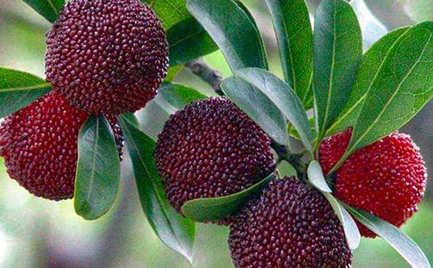 關(guān)于楊梅作文