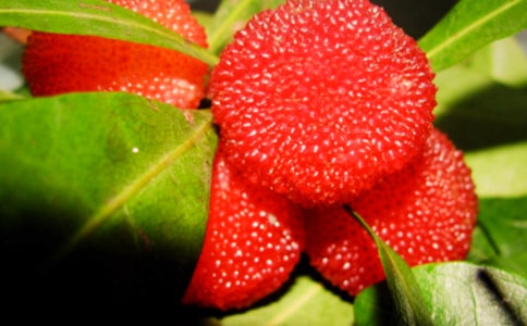 楊梅優(yōu)秀作文(集合9篇)