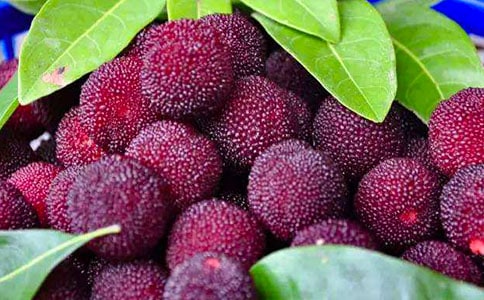 楊梅之鄉(xiāng)作文