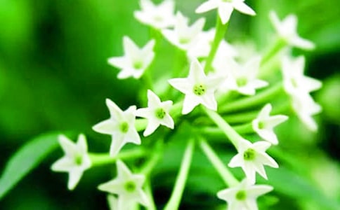 夜來香優(yōu)秀作文