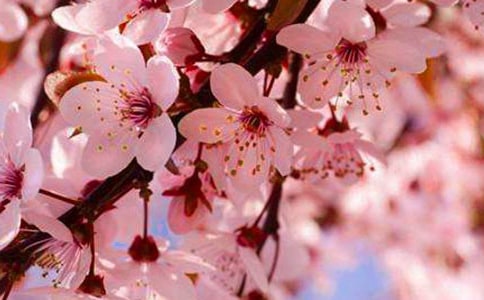 2023年精選形容櫻花的句子錦集54句