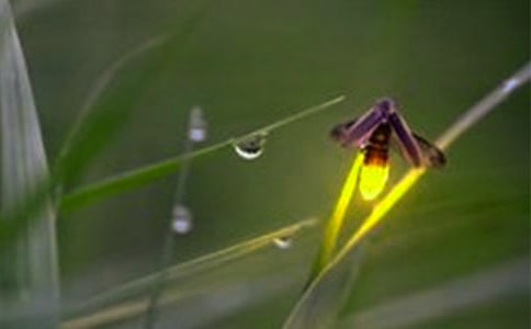 捉螢火蟲作文(精選34篇)