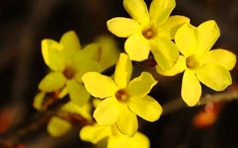 迎春花作文15篇(精華)