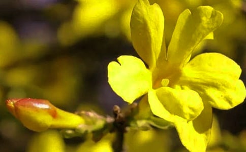 關(guān)于迎春花的作文(精選)