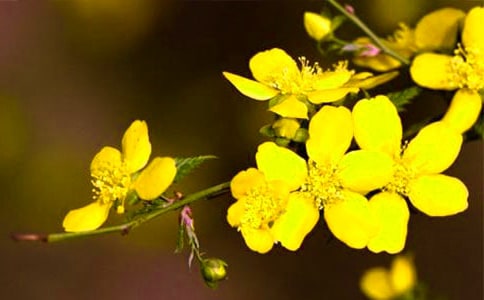 迎春花優(yōu)秀作文(精品15篇)