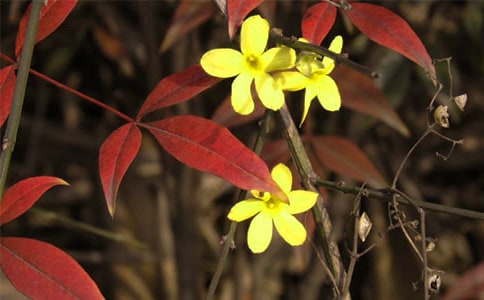 �茑ӭ�����ľ���