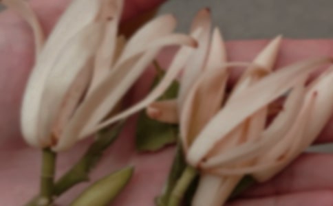 春天的玉蘭花作文