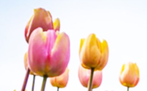 美麗的郁金香作文