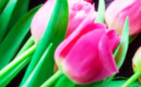 郁金香作文(15篇)