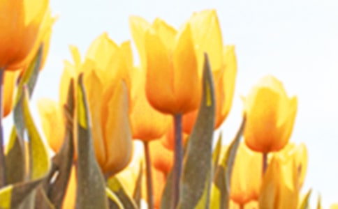 ����������ľ��x(15ƪ)