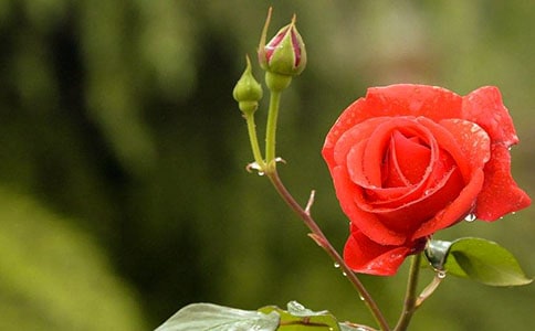 關(guān)于月季的優(yōu)秀作文(6篇)