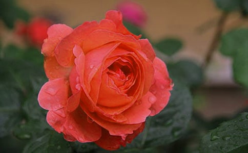 參觀月季園作文