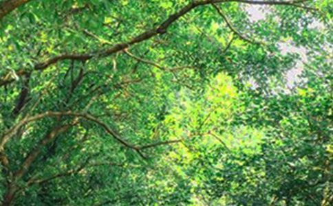 實(shí)用的唯美的早安心語(yǔ)語(yǔ)錄錦集33句