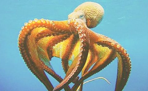 美術造型教案淘氣的章魚