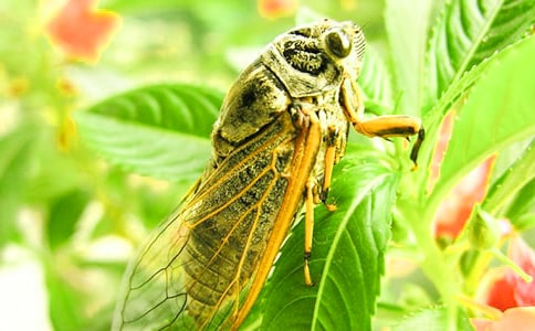 【精華】捉知了猴作文