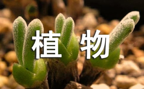 植物考察報(bào)告(精選5篇)