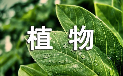 觀察植物日記