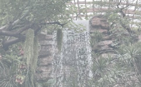 美麗的植物園作文300字