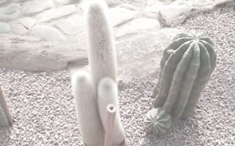 有關(guān)植物園日記匯總9篇