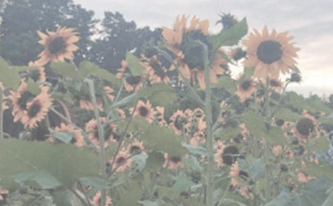 �P(gu��n)��ֲ��@��ӛģ��ϼ���ƪ