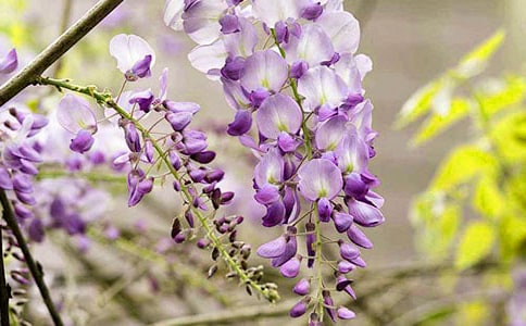 小班美術手指畫紫藤花教案