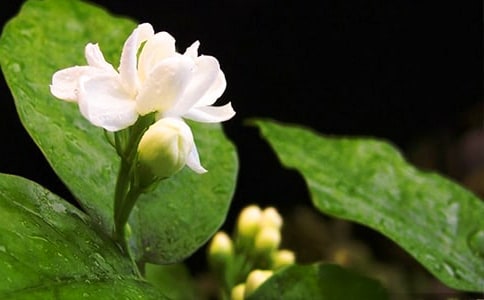 茉莉花優(yōu)秀作文