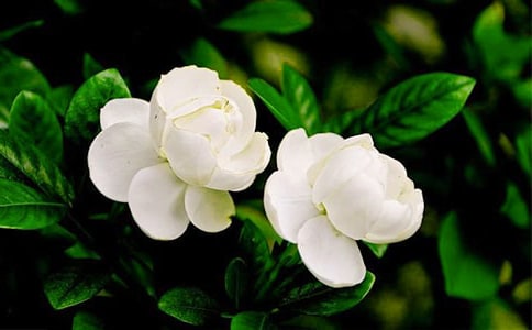 �茑���򻨵ă�(y��u)������