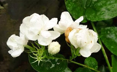 我家的茉莉花作文